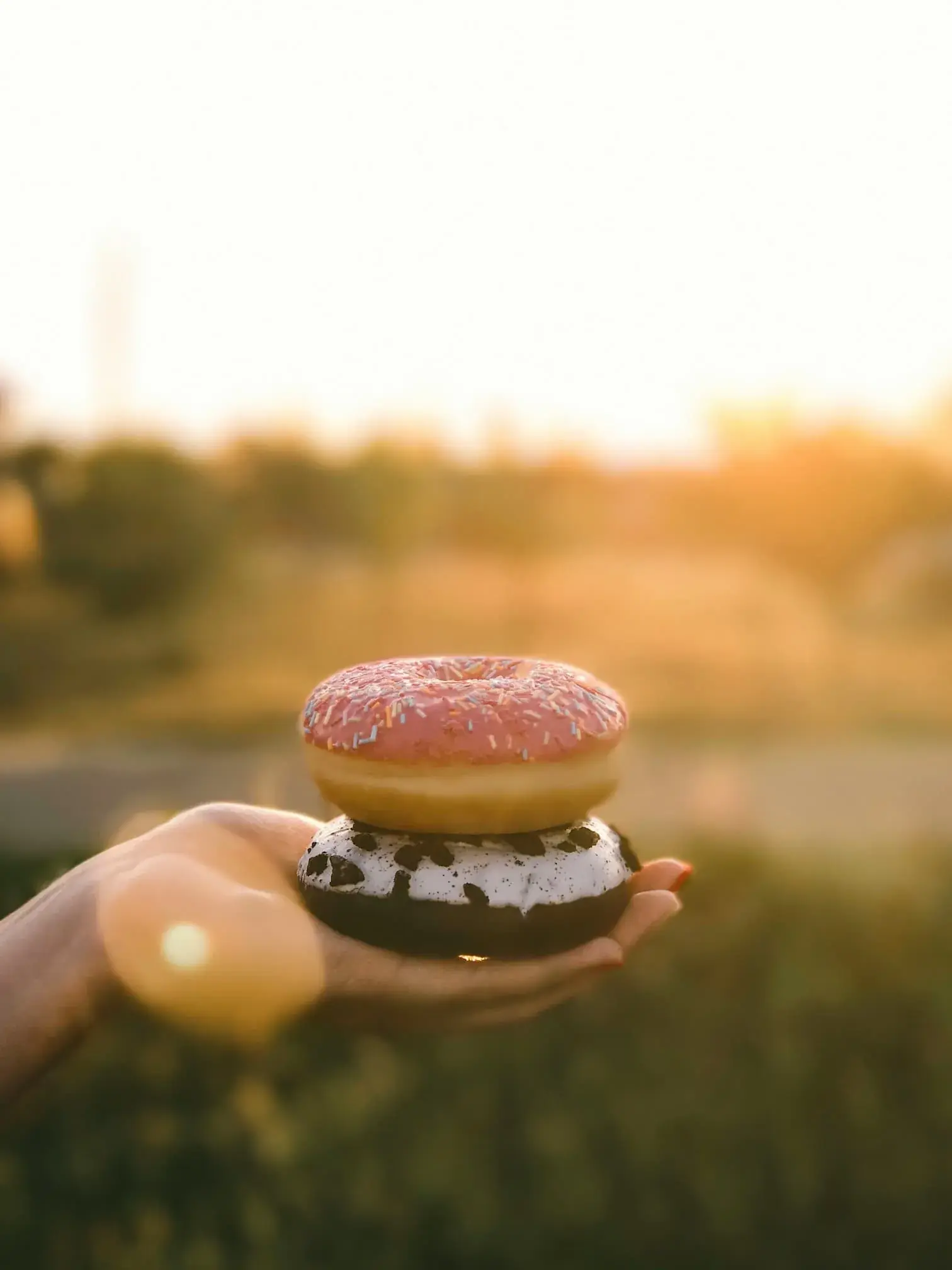 Theorie du donut ecologie